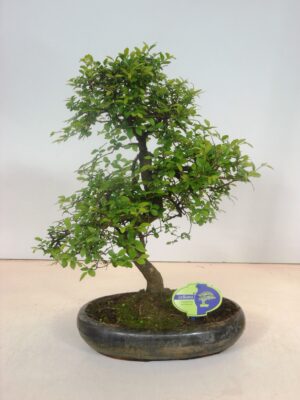 Zelkova parvifolia