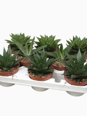 Aloë/Haworthia mix