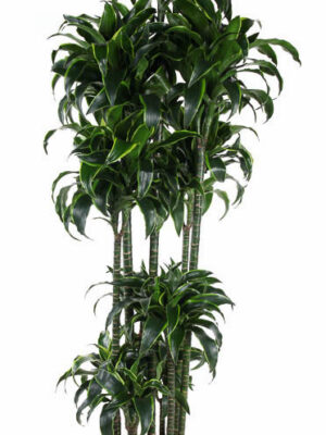 Dracaena fragrans 'Dorado'