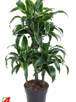 Dracaena fragrans 'Dorado'