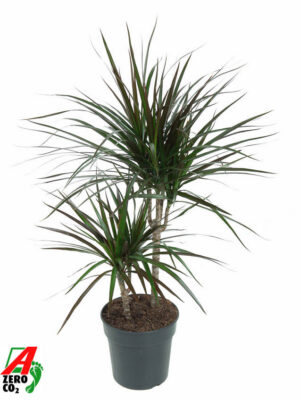 Dracaena marginata 'Magenta'
