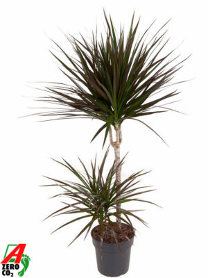 Dracaena marginata 'Magenta'