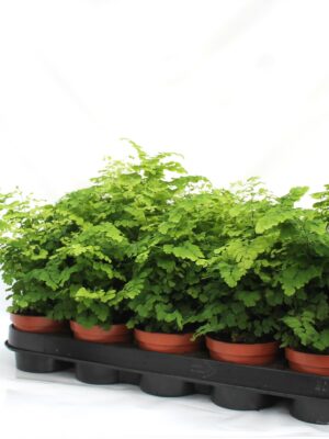 Adiantum raddianum 'Fritz-Luthi'