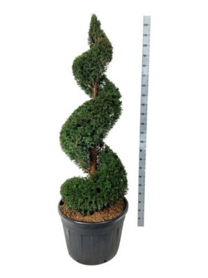 Taxus baccata
