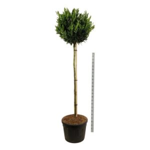 Prunus