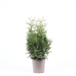 Thuja