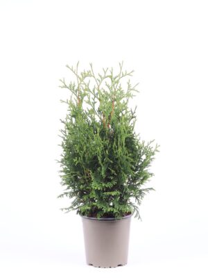 Thuja occidentalis 'Holmstrup'