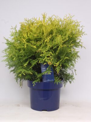 Thuja occidentalis 'Golden Globe'