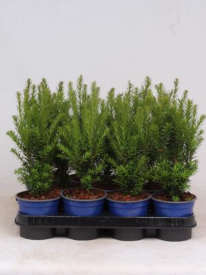 Taxus x media 'Hillii'