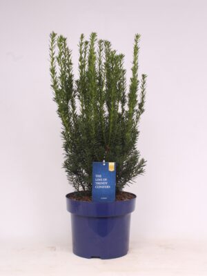 Taxus x media 'Hillii'