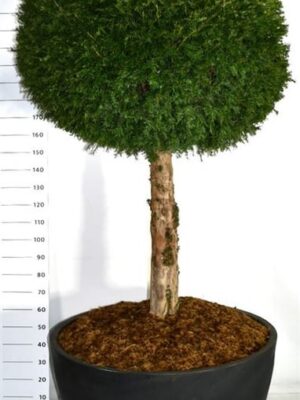 Taxus baccata