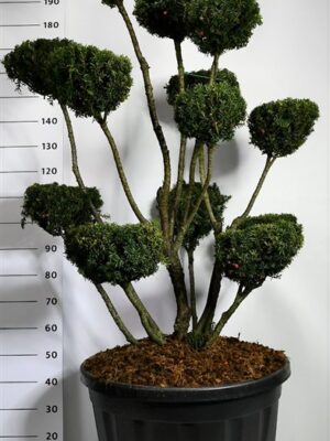 Taxus media 'Hicksii'