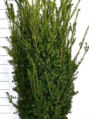 Taxus x media 'Hillii'