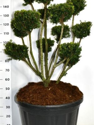 Taxus media 'Farmen'