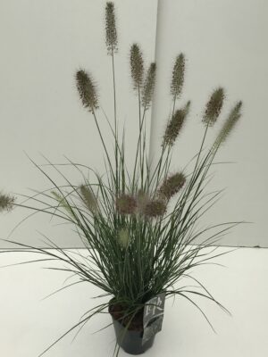Pennisetum alopecuroides 'Hameln'