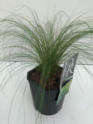 Stipa tenuifolia 'Ponytails'