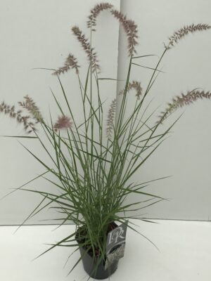 Pennisetum 'Karley Rose'