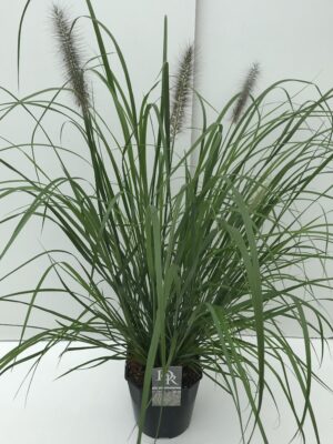 Pennisetum 'Red Head'