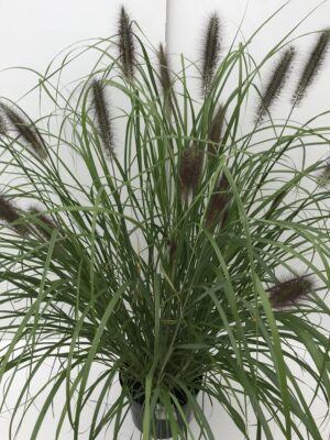 Pennisetum 'Red Head'