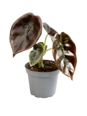 Alocasia 'Cuprea Red'