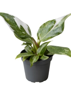 Philodendron 'White Princess'