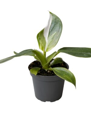 Philodendron 'White Wizard'