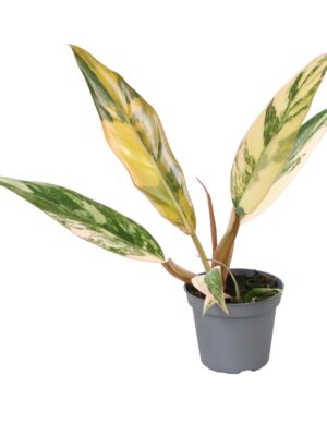 Philodendron 'Caramel Marble'