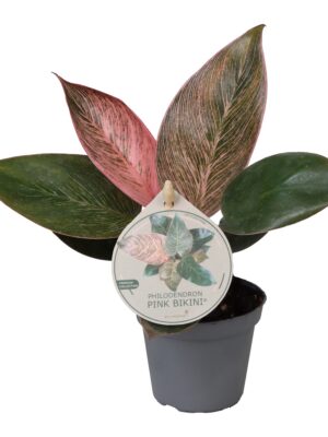 Philodendron 'Pink Bikini'