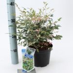 Nandina domestica Twilight