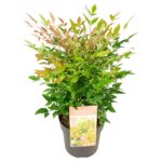 Nandina domestica Magical Sunrise