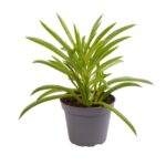Peperomia Nevada