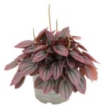 Peperomia caperata Cayenne