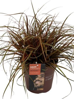 Uncinia rubra 'Everflame'