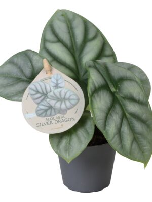 Alocasia 'Silver Dragon'