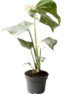 Monstera deliciosa 'Thai Constellation'