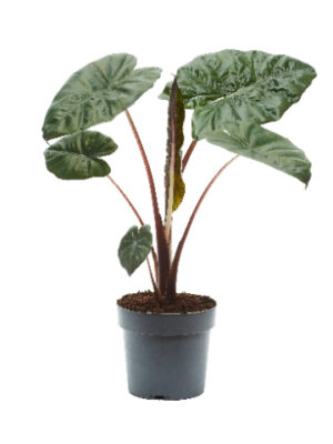 Alocasia sarawakensis 'Yucatan Princess'