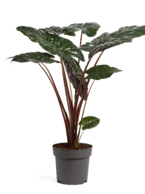 Alocasia sarawakensis 'Yucatan Princess'