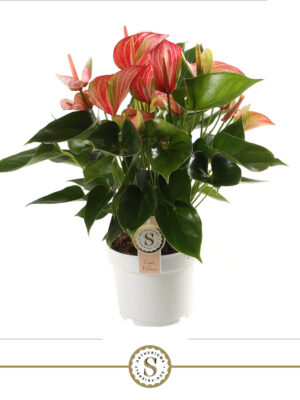 Anthurium 'Livium Red'