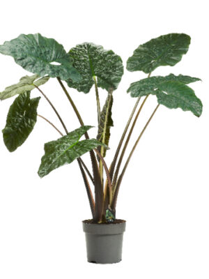 Alocasia sarawakensis 'Yucatan Princess'