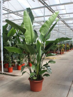 Strelitzia nicolai