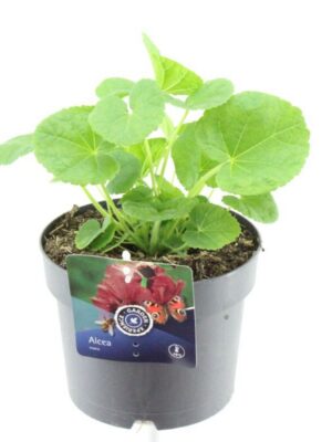 Alcea rosea Chart. Double Scarlet