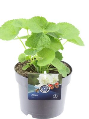 Alcea rosea Chart. Double White