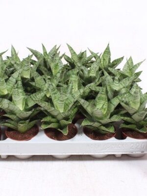 Sansevieria Tough Lady