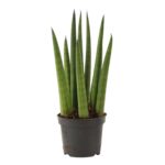 Sansevieria cylindrica ’Rocket’