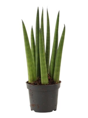 Sansevieria cylindrica 'Rocket'