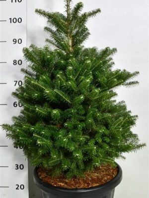 Abies koreana - Vaxtinredarna.se