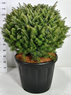 Abies koreana - Vaxtinredarna.se
