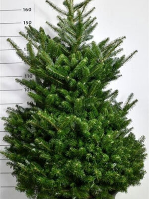 Abies koreana - Vaxtinredarna.se