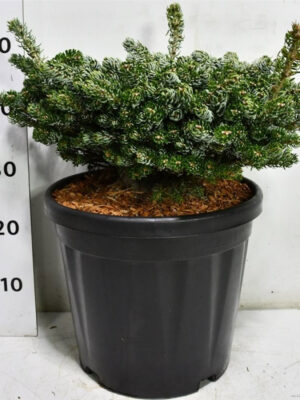 Abies koreana 'Kohouts Icebreaker' - Vaxtinredarna.se