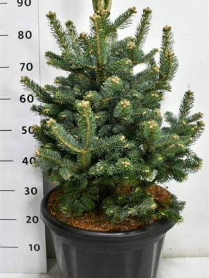 Abies lasiocarpa 'Compacta' - Vaxtinredarna.se